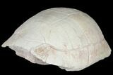 Inflated, Fossil Tortoise (Testudo) - South Dakota #129258-1